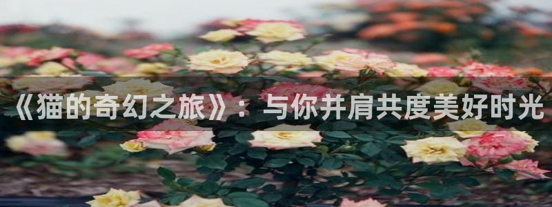 旋风动漫岛